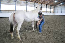 TERKINI: African Horse Sickness