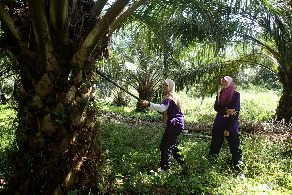 Orang Asli Boleh Dapat Gaji RM3,000 Kerja Ladang