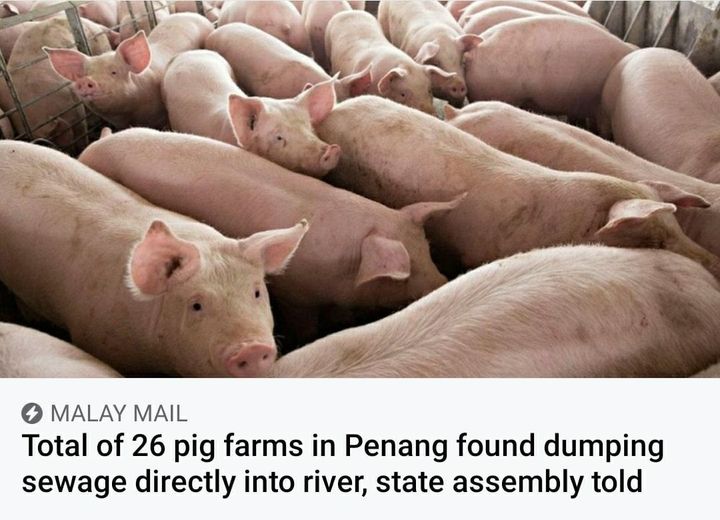 Masalah Undang-Undang Malaysia (Pig Farms in Seberang Perai)