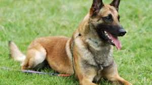 Jangan Sampai Salah Didik, Hingga Anak Jadi “Anjing”