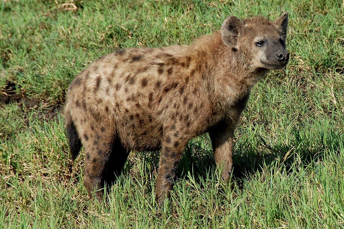 Hyena