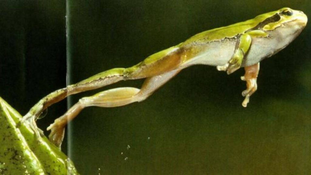 Lompat Katak