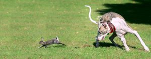 train-a-whippet-to-hunt-rabbit
