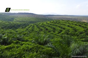 TH-Plantations