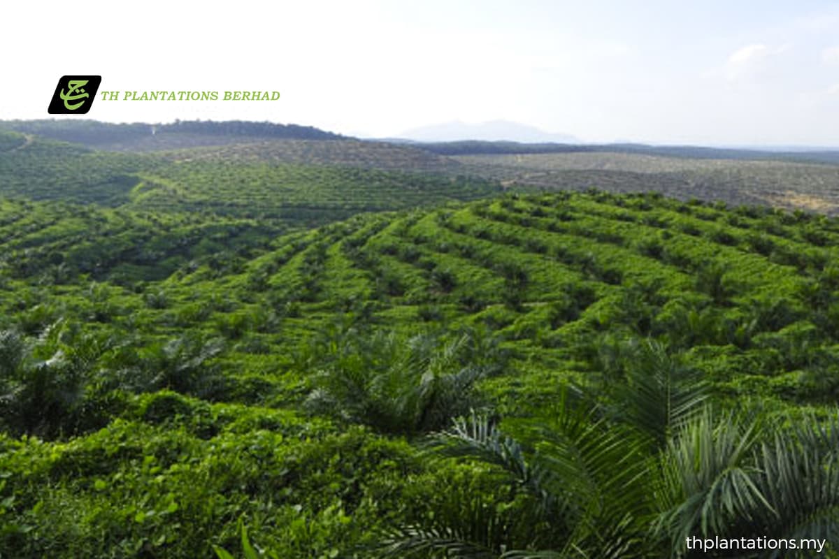 TH-Plantations