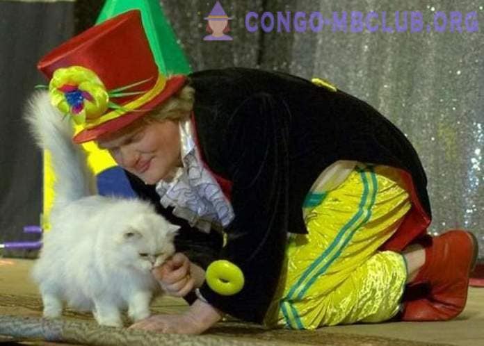 Kucing Sarkas, Sebuah Anedok