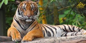Harimau