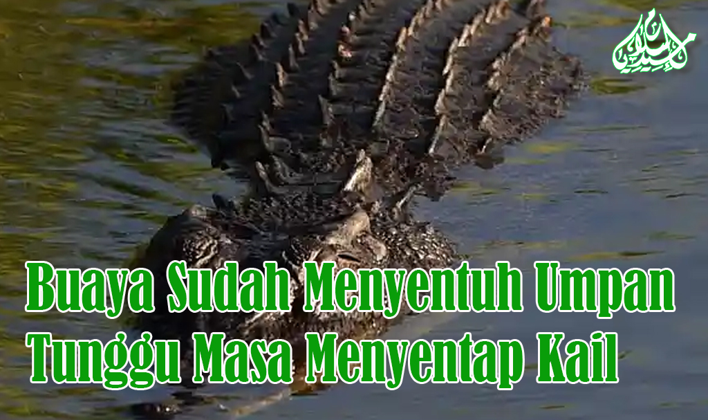 Buaya Sudah Menyentuh Umpan, Tunggu Masa Menyentap Kail