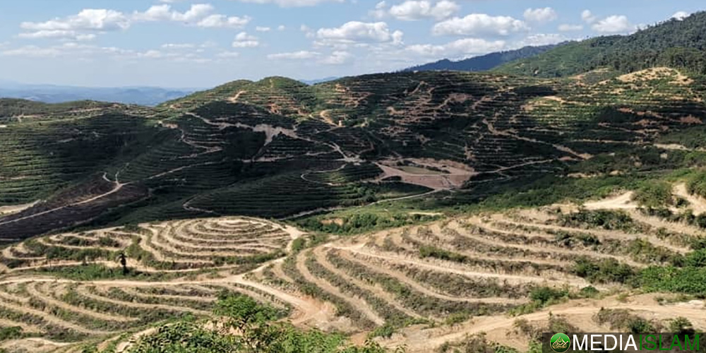 Kisah Ladang Durian Musang King Di Gunung Inas