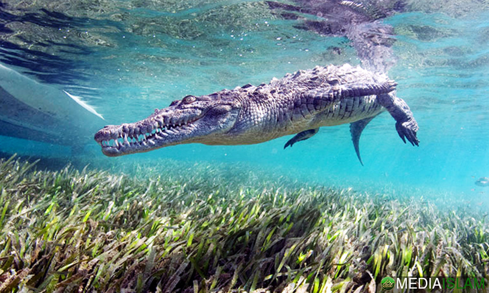 Buaya Di Bawah Air Yang Tenang