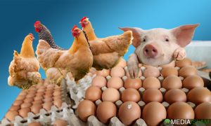 Telur Ayam Dan Babi