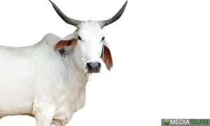 Lembu Suci
