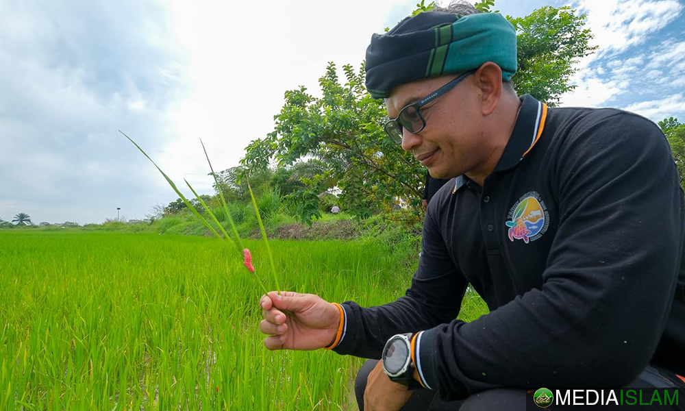Bagaimana Terengganu Bantu Menstabilkan Harga Beras Dan Menjayakan Program Beras MyGAP, BERAS GANU