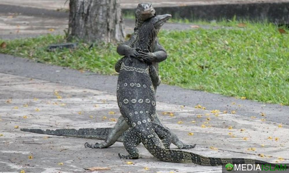 PAN Dan Biawak